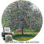 «The Apple Tree» par Claude Monet World Classic Reproductions pour HomeDecor, cadre doré à motif rétro-1490466416