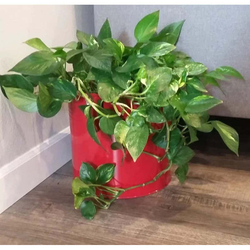 Killory Metal Pot Planter, Red