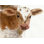 " The Cow "