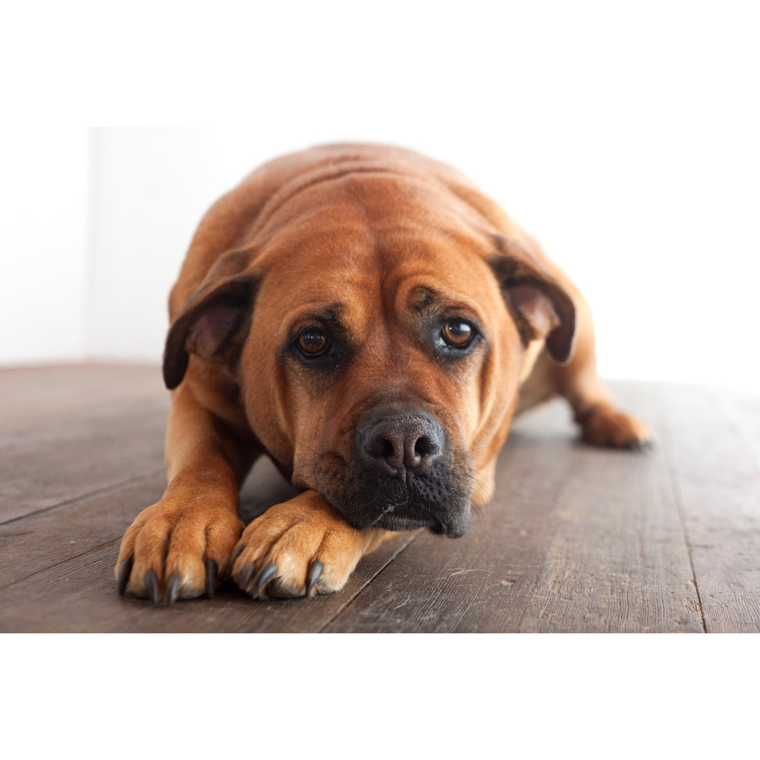 Trauriger Hund von NWphotoguy - Druck auf Leinwand ohne Rahmen