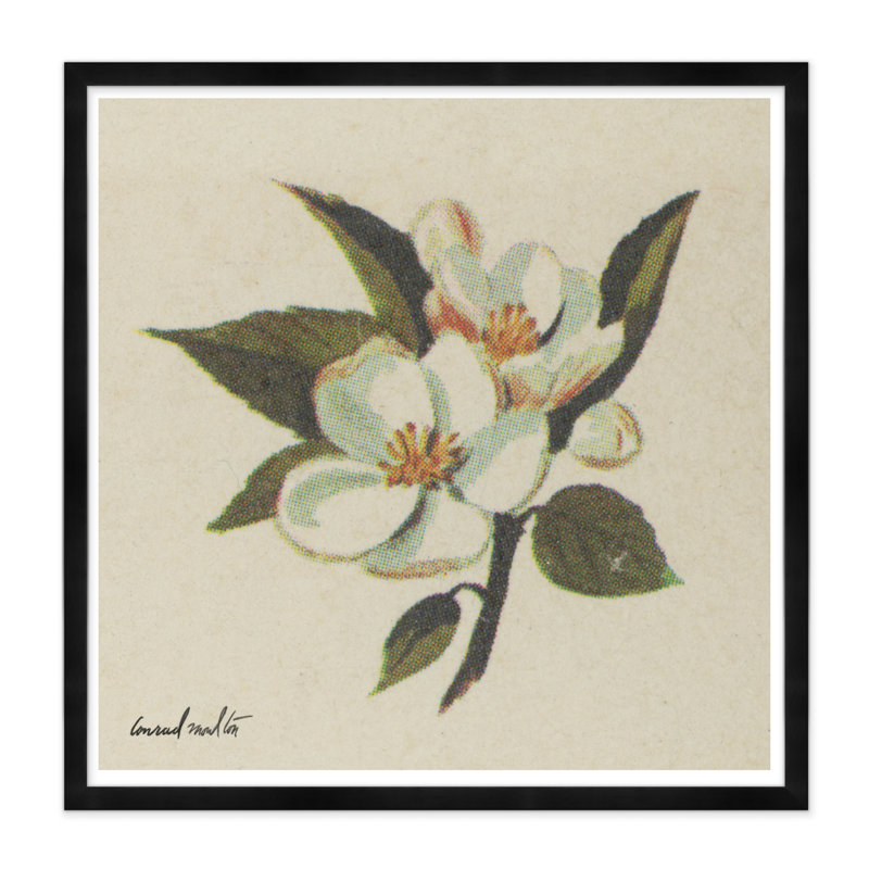 White Blossom II - reproduction de cadre photo, Noir