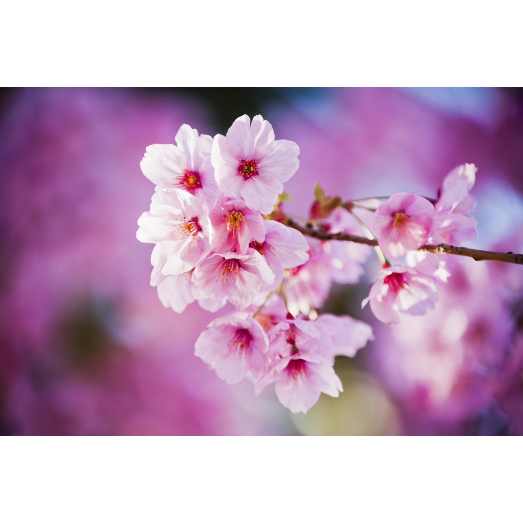 Rosa Kirschblüten von Ooyoo - Leinwandbild