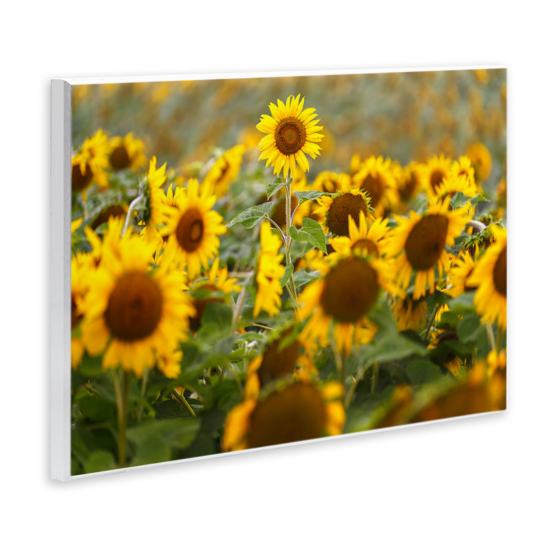 Plaque murale centrale tournesol dans un pré, design par Andy Crawford, H 13 po x l 19 po