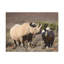 «Black Rhino Couple», impression d'art mural-317869092
