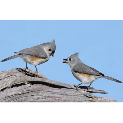 Pair Of Birds - Wrapped Canvas Print