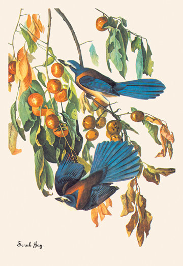 Reproduction d’art sur toile tendue, "scrub jay" par john james audubon, H 36 po x l 24 po x P 0,75 po