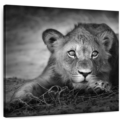 Jeune tête de lion Brampt