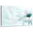 Harnek Translucent Cape Daisy-107496499