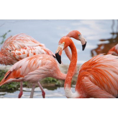 " Pink Flamingos " by Gagarinart