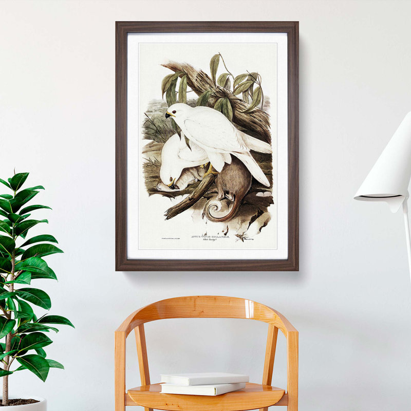 White Goshawks by Elizabeth Gould - Framed Print, 36cm H x 27cm W x 2cm D, Walnut Framed