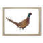 Pheasant Bird in Winter - Picture Frame Graphic Art Print-55732114-55732115
