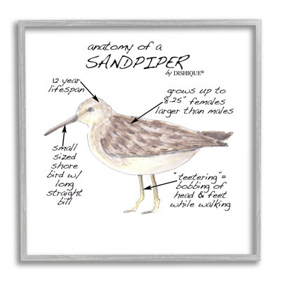 «Sandpiper Beach Bird»