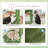 Cactus Hammock Cat Tree Scratcher