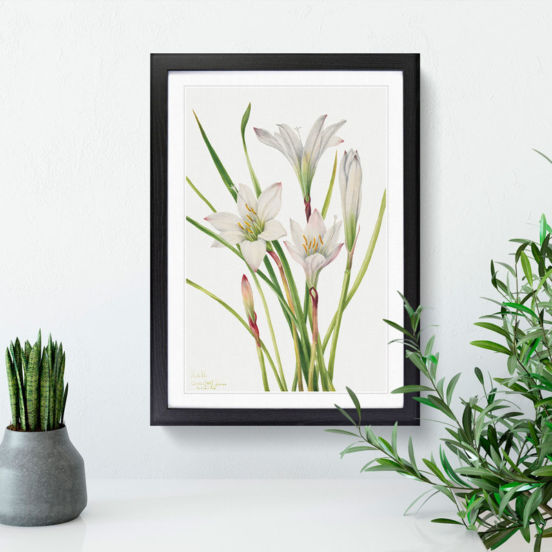 Atamasco Lily by Mary Vaux Walcott - Picture Frame Painting, 48cm H x 36cm W x 2cm D, Black Framed