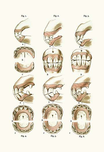 "description de la plaque" par samuel sidney, impression