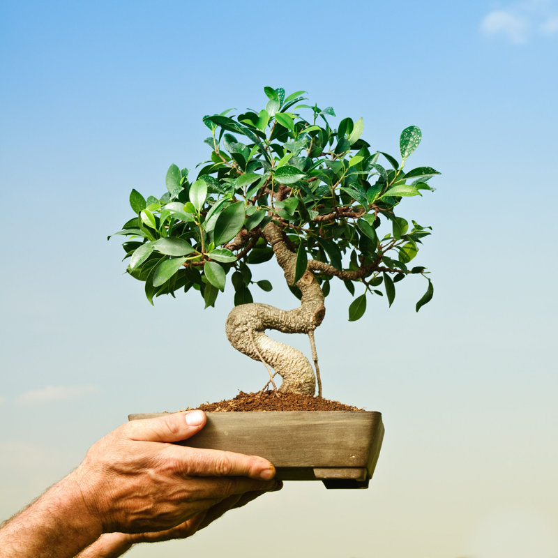 Hatha " Bonsai Tree ", 36" H x 36" W  