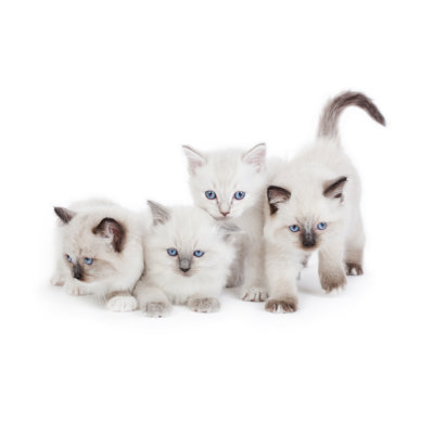 Cute Ragdoll Kittens by Czanner - Wrapped Canvas Print