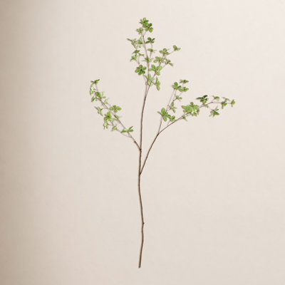 Iggy 50" Dodan Branch