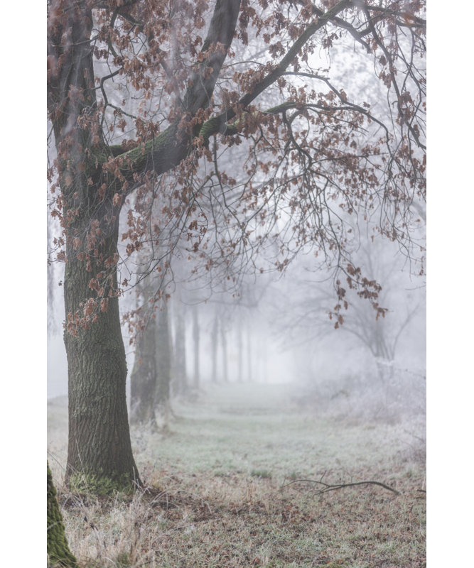 Wrapped Canvas Print, 121.92cm H x 81.28 cm W