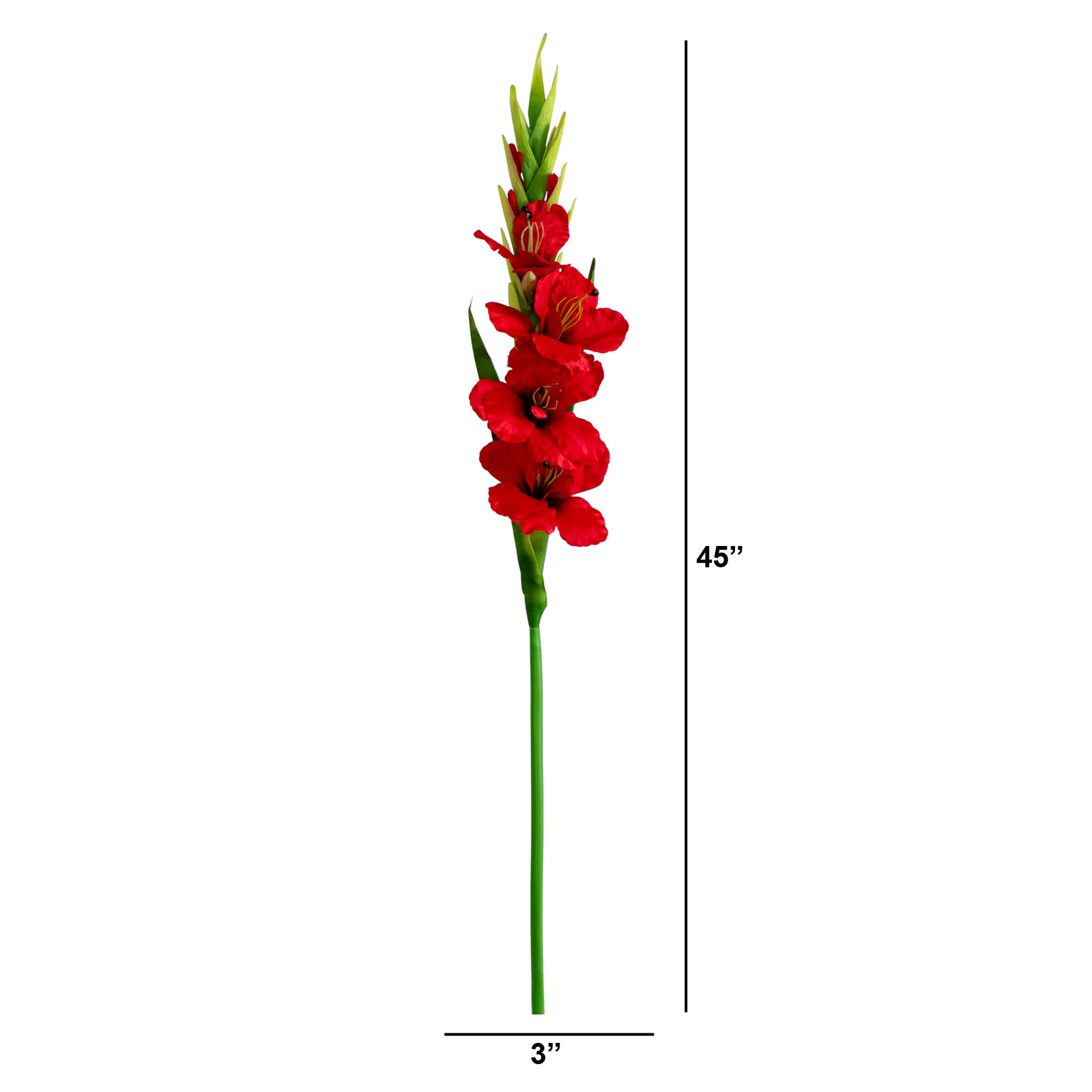 Gladiolus Floral Stems, Red