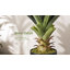  Plante agave artificielle 4 pi en pot de ciment noir | Faux agave, plante d'agave artificielle, grandes plantes artificielles d'extérieur, plante d'agave artificielle, plante d'agave, agave artificiel pour la décoration intérieure / extérieure (2 pièces)-2011063677