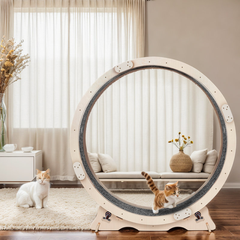 Roue d'exercice pour chat