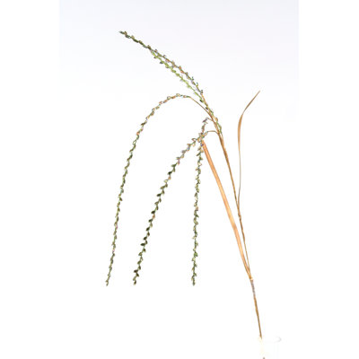 Branche de pulvérisation de riz