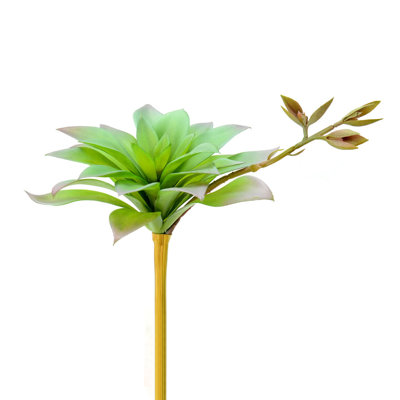9.5'' Plant