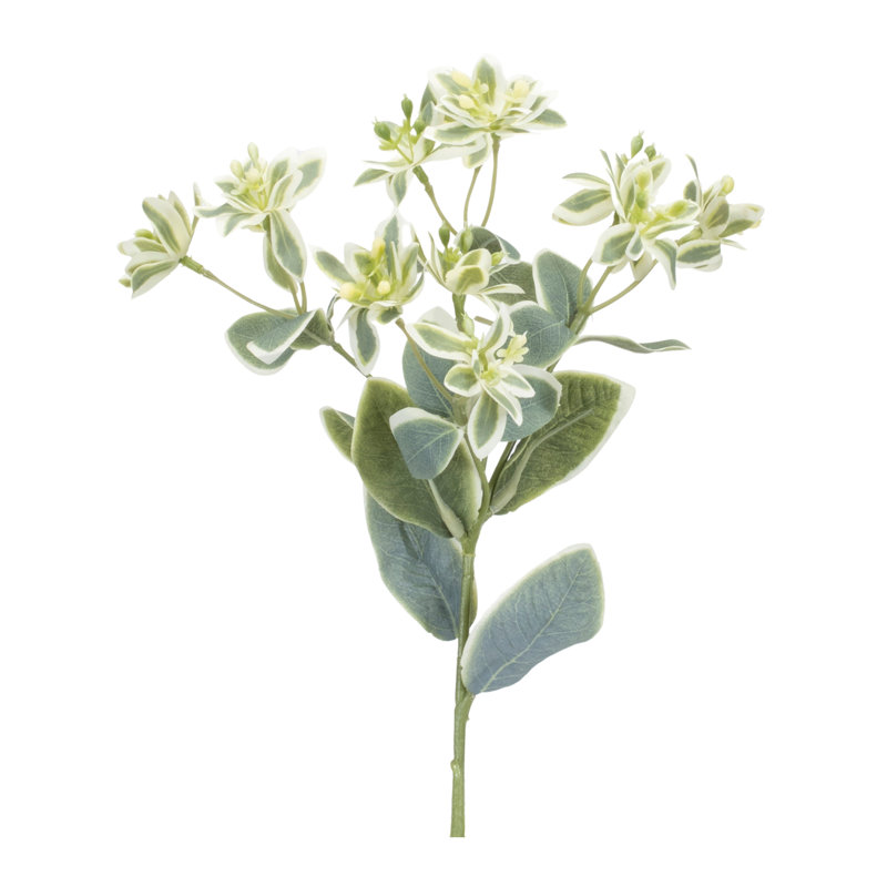 Tige florale euphorbe (ensemble de 6)