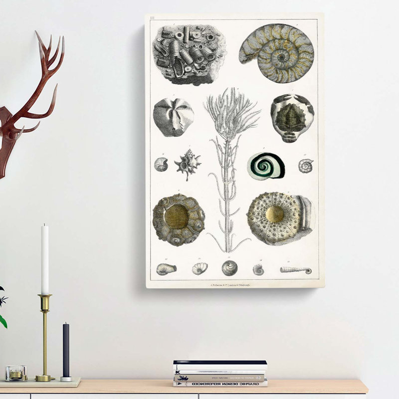 Collection Of Fossils III by Oliver Goldsmith - Wrapped Canvas Painting, 50cm H x 35cm W x 3cm D