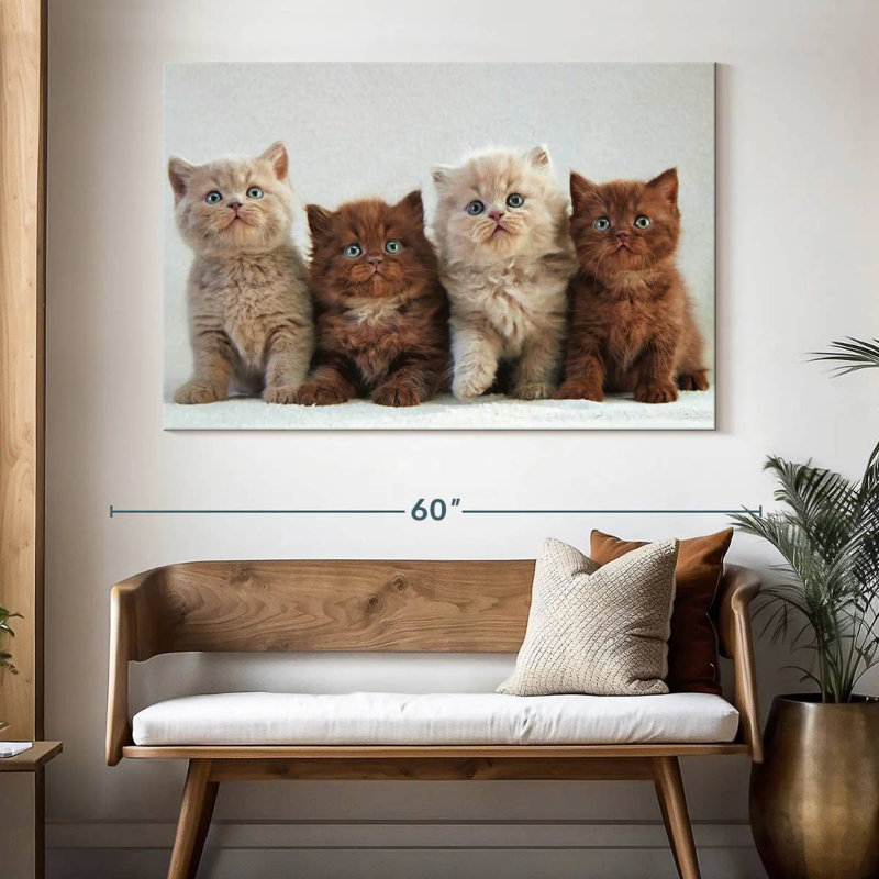 Chats British Shorthair, H 34 po x l 51 po