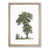 Oak Framed
