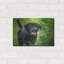 «Black Lab Pup 15» par Jonathan Ross-1034293519