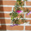 Murphys Arrangement