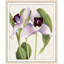Orchid 4 Print