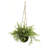 Ruscus Sedum and Springeri Artificial Hanging Basket Set