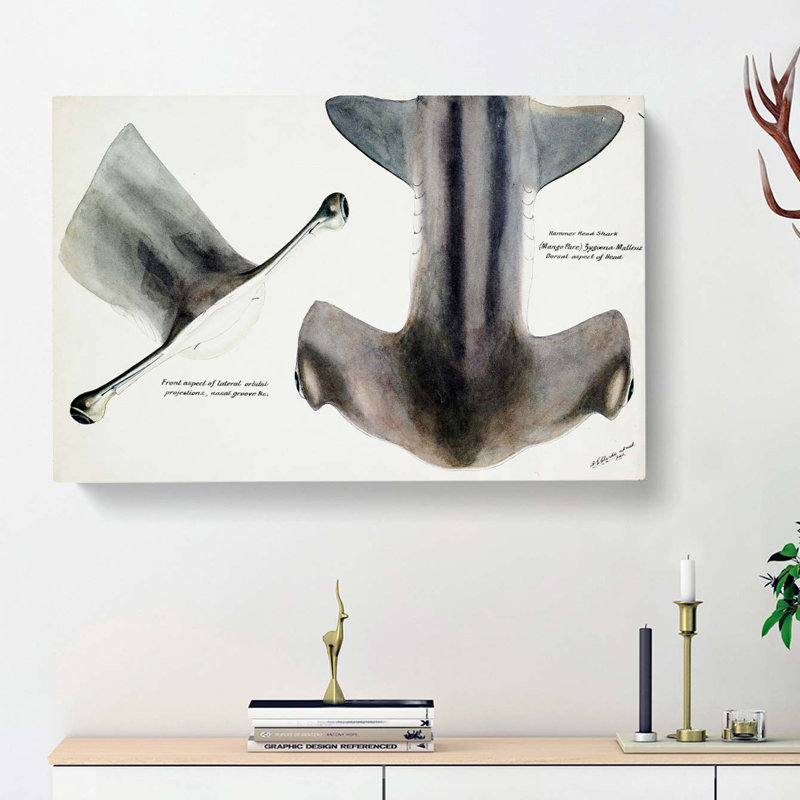 Illustration Of The Nose Of A Hammerhead Shark by F.E. Clarke - Wrapped Canvas Painting, 35cm H x 50cm W x 3cm D