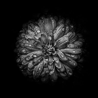 Black And White Mum IV by Brian Carson - Wrapped Canvas Art Prints