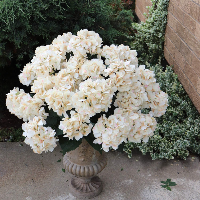 Hortensia, Beige