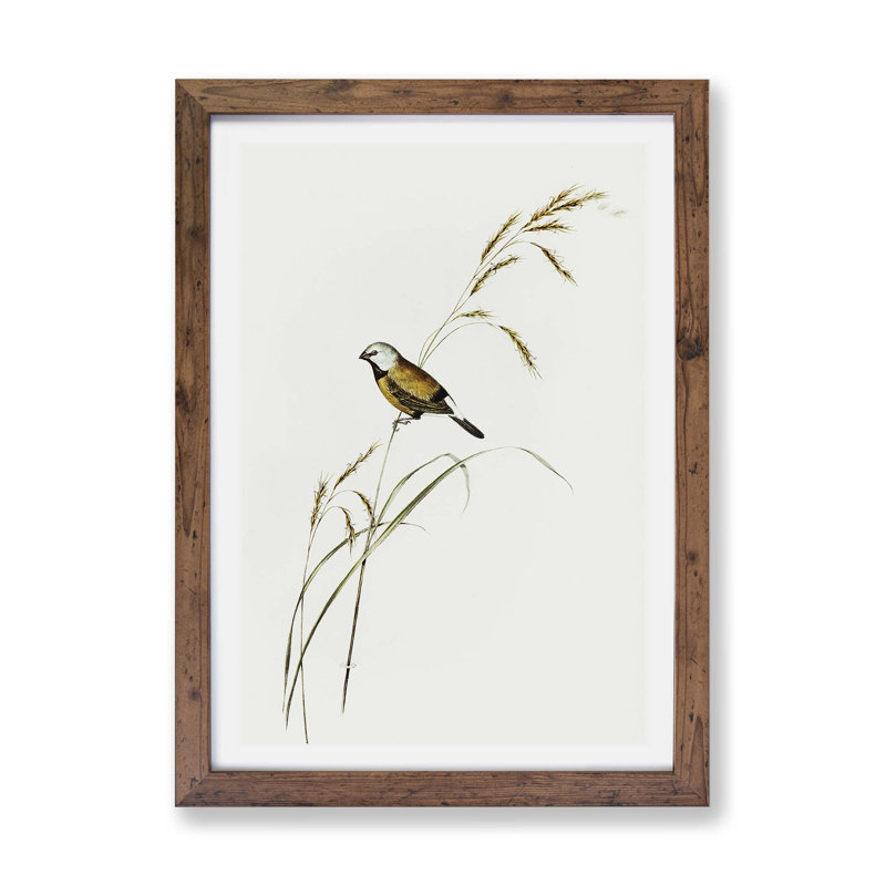Banded Grass Finch - Framed Print, 24cm H x 33cm W x 2cm D, Walnut