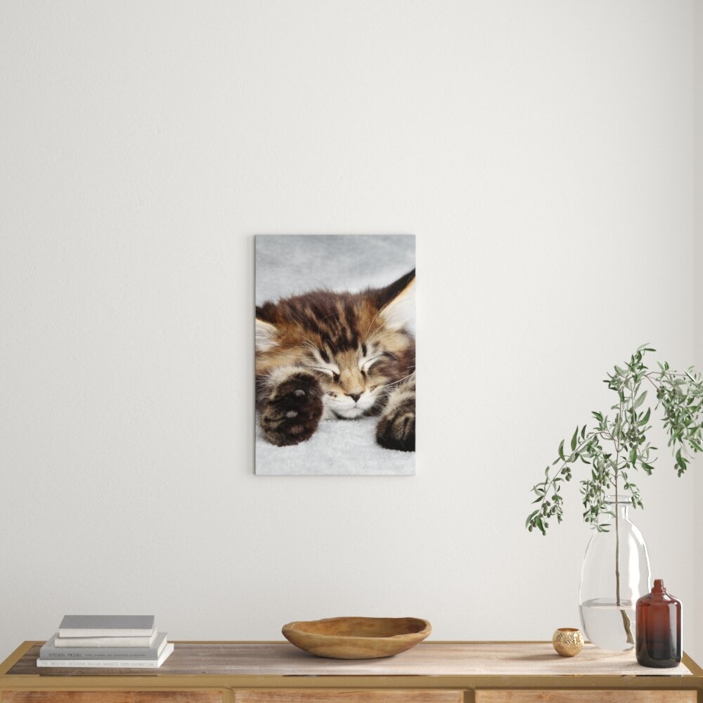 Leinwandbild Süße Baby Katze, Fotodruck