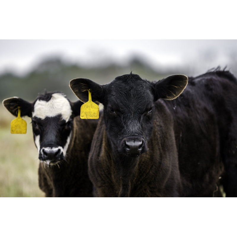 Two Black And White Calves - Wrapped Canvas Print, 20cm H x 30cm W