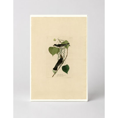 «Tyrant Fly-catcher», planche 79 - Portrait, art mural sur toile