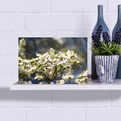 Close-Up Of Flowering Dogwood Flowers On Branches, Atlanta, Georgia, Usa Contemporary Flower Wall Art