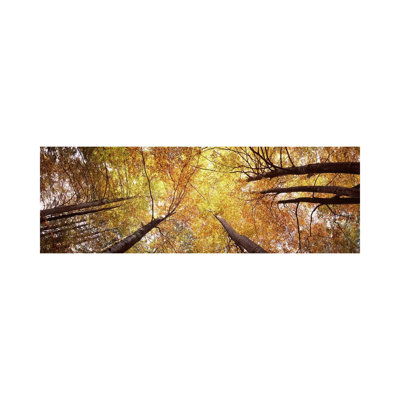 Low Angle View Of Trees, Bavaria, Germany - Wrapped Canvas Panoramic Print