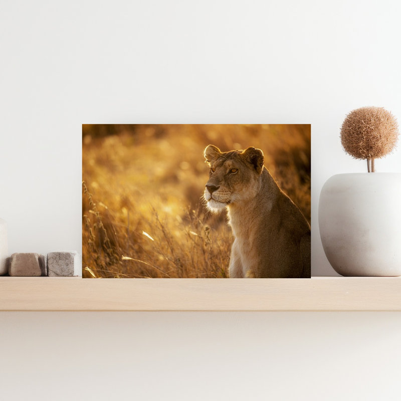 Golden Hour Lioness Contemporary Wall Art Print, 30.48cm H x 45.72cm W