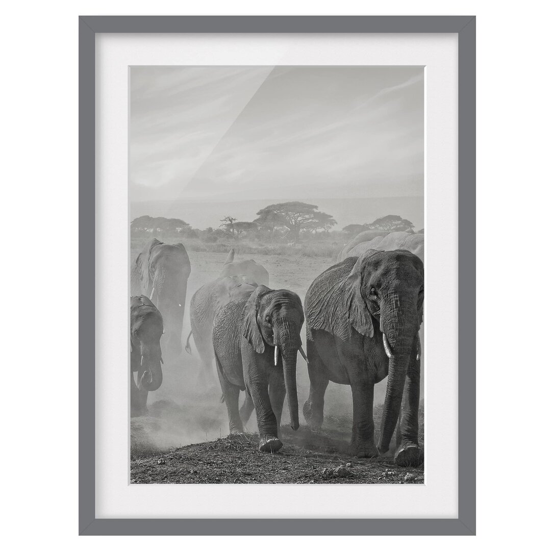 Gerahmter Fotodruck Herd of Elephants