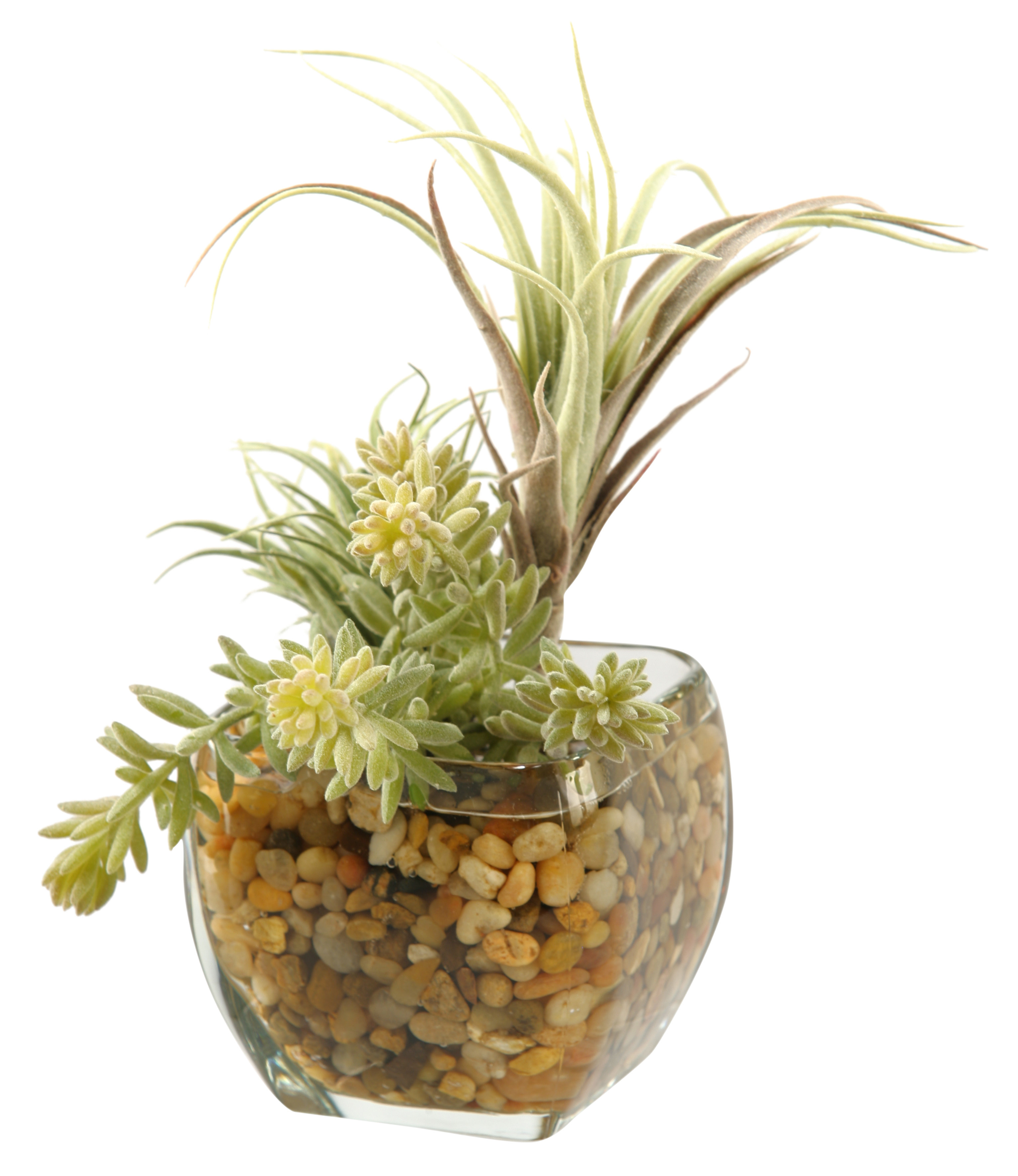 D & W Silks Tillandsia and Easter Grass in Pot Wayfair