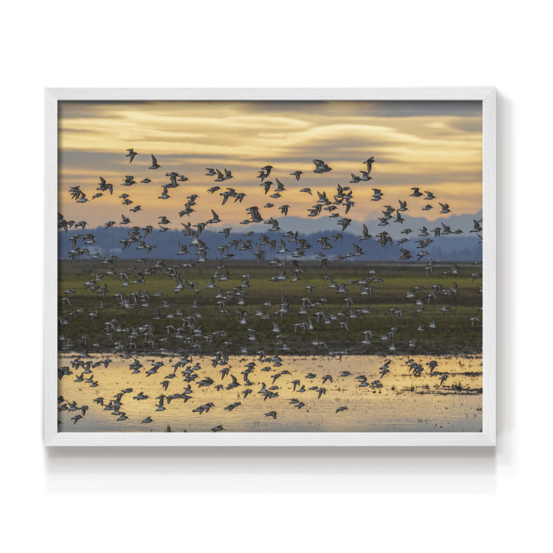 Sunset Flight -Framed Print - Restickable, H 8 po x l 10 po, Blanc