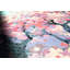 Cherry Blossom-1161217773